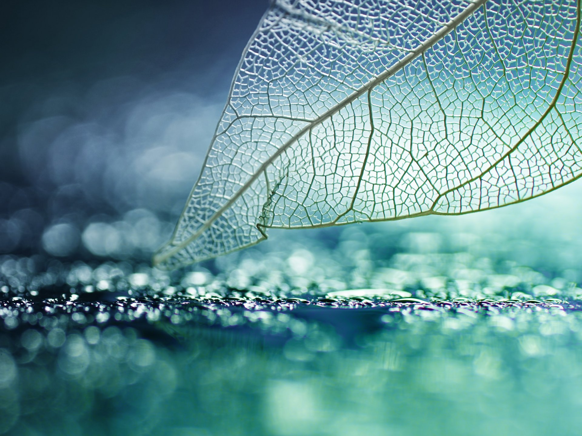 Makroaufnahme eines filigranen, durchscheinenden Blattskeletts, das auf einer glitzernden Oberfläche liegt und Leichtigkeit, Struktur und Natürlichkeit vermittelt