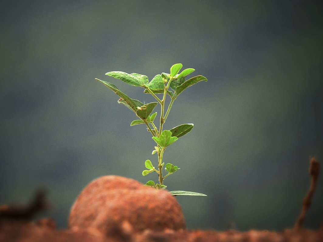Wachstumschampions 2026