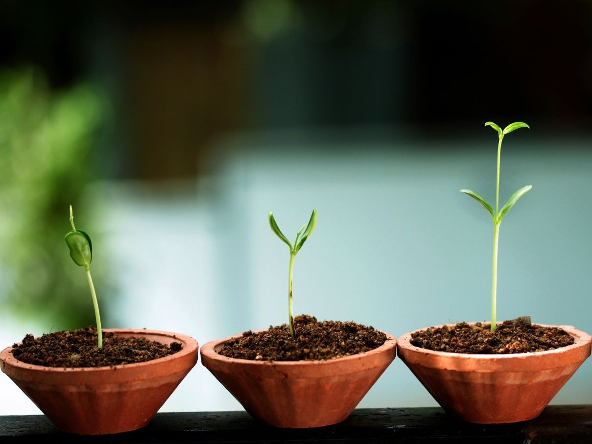 Drei junge Pflanzen in Töpfen, die unterschiedliche Wachstumsstadien zeigen