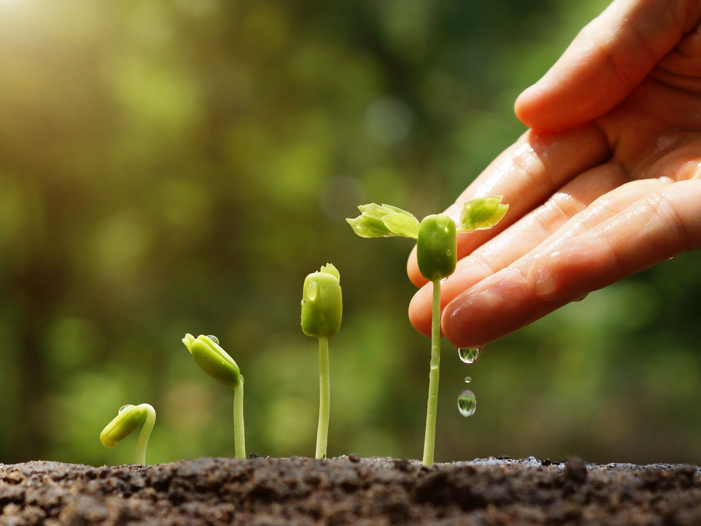 Nahaufnahme junger Pflanzensetzlinge im Boden, die von einer Hand vorsichtig gehalten und bewässert werden